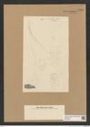 Diatomeae indet. Zeichnungen Sammlung Grunow Nr. 7735 (NHMW-BOT-W0376953)